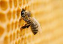 Πως η τεχνολογία βοηθάει στη σύγχρονη μελισσοκομία